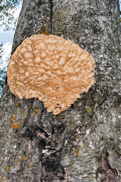 在树干上生长的蘑菇 在树皮上生长的沙加蘑菇 在植物医学上的医学和生物学意义 — 图库照片