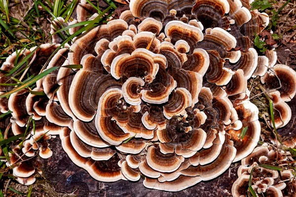 Sacco Spugne Funghi Vecchio Tronco Albero Tagliato Autunno — Foto Stock