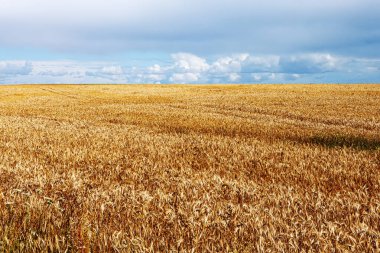 Olgun buğday tarlası, ufukta bulutlar olan bir yaz gökyüzü.