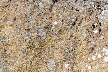 Arazi taşında sarı ve gri yosun