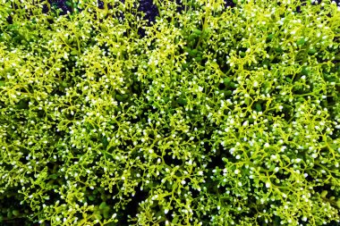 Yeşil yosun tomurcuklarının arkaplanı