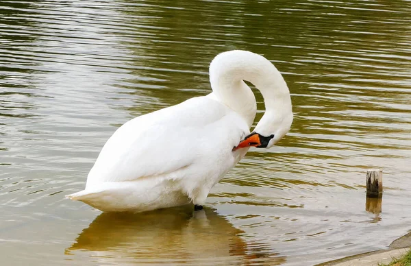 Fogão Cisne Água Com Seu Bico Limpa Seu Corpo — Fotografia de Stock