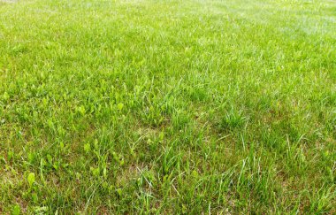 Yazın köyde taze çimen arka planı