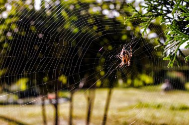 Kırmızı renkli bir örümcek bahçe düzeninde bir ağ örüyor.