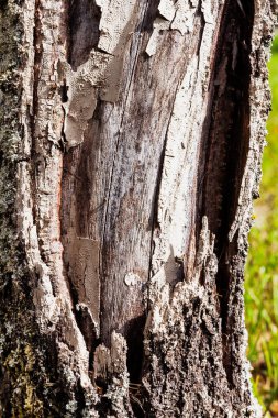 Bahçede erik ağacı gövdesi hasar görmüş.