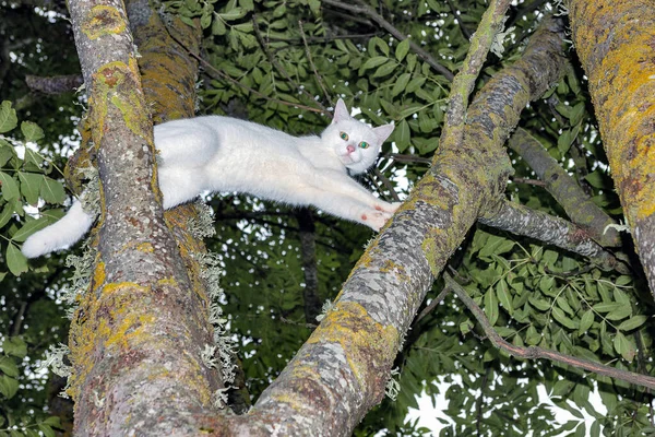 Eine Hausgemachte Weiße Katze Einem Baum Beobachtet Von Oben Einen — Stockfoto