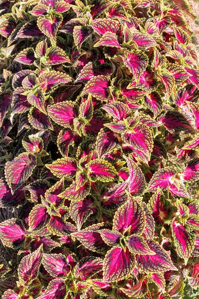 Blumen Coleus Farbige Blätter Hintergrund Sommer — Stockfoto