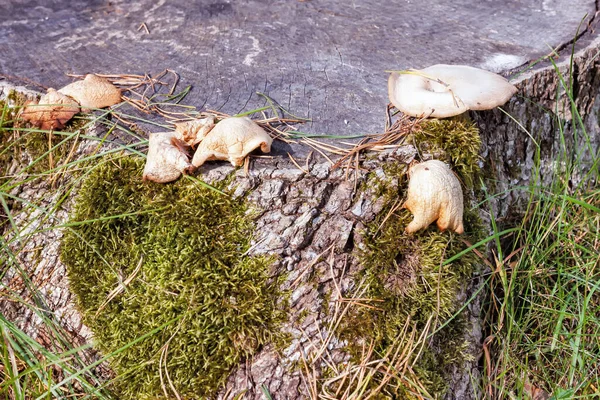 Άσπρα μανιτάρια σε ένα κούτσουρο στο δάσος — Φωτογραφία Αρχείου