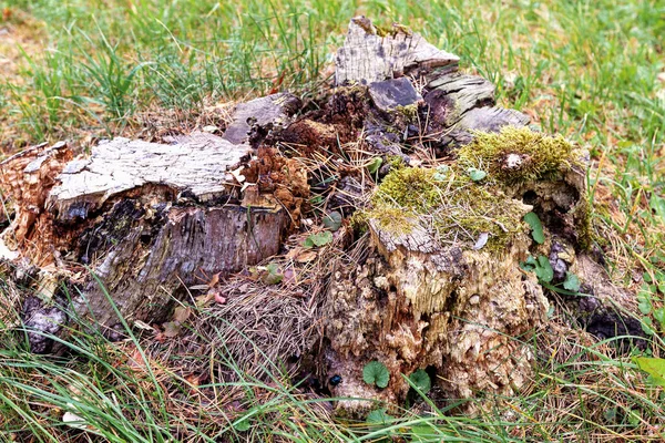 Old pine stump — Stock Photo, Image