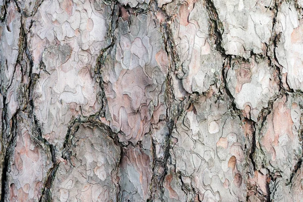 Фон з кори соснового дерева — стокове фото