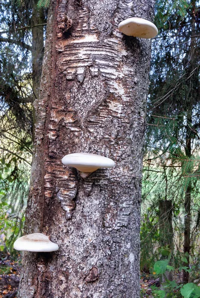 桦树树干上的叮当蘑菇. — 图库照片
