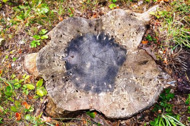 İğneler ve çim üst görünümü arasında haşereler tarafından kesilmiş eski çam kütüğü