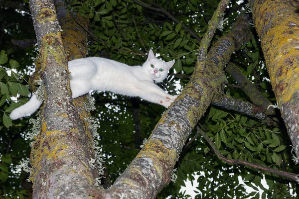 Eine Erwachsene Weiße Katze Klettert Auf Einen Baum Und Blickt — Stockfoto