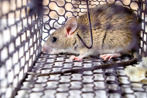 Mice in a trap cage