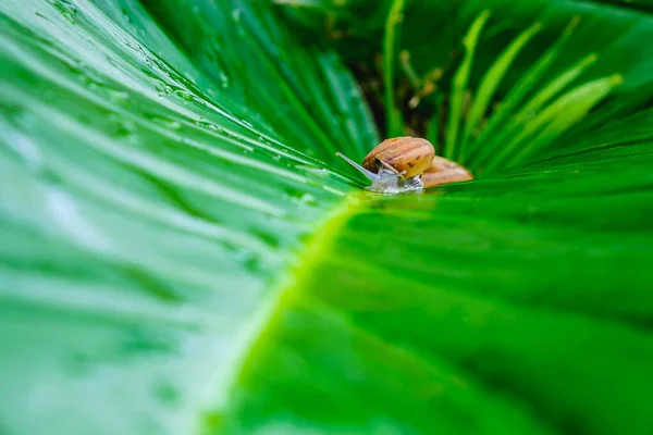 Kembali Keras Siput Pada Daun — Stok Foto