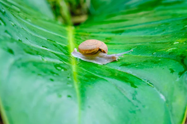 Back Groud Snail Leaf — Stock Photo, Image