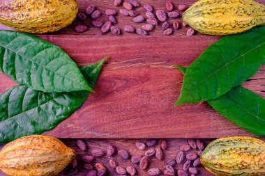 Taze Kakao ve Kakao Fasulyesi Geçmişi