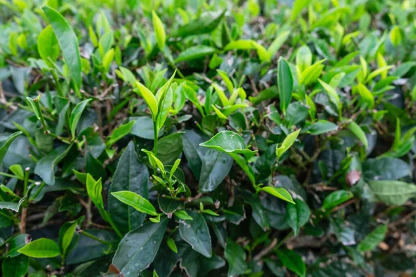 Teh Hijau Daun Perkebunan Teh Pagi Hari — Stok Foto