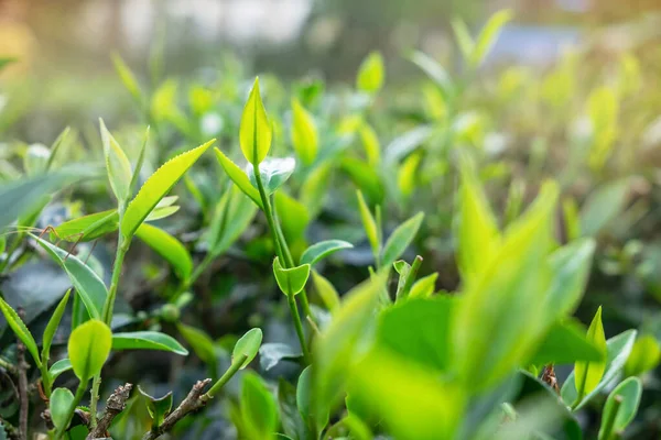 Daun Teh Hijau Segar — Stok Foto