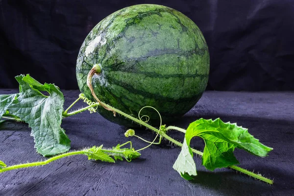 Fresh Watermelon Leaf — Stock Photo, Image