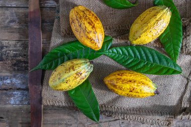 Kahverengi çuvalda taze kakao meyvesi