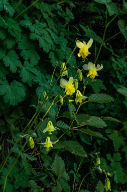 4864 _ Parlak sarı Columbine (Aquilegia chrysantha) Buzul Ulusal Parkı 'ndaki Highline Patikası boyunca yemyeşil yeşile karşı durmaktadır - Montan