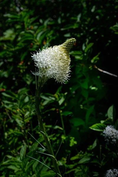 2443_Bear Grass Stands Contrast Darker Lush Foliage Highline Trail Glacier — Stock Photo, Image