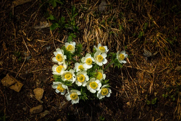 2620 Batı Pasqueflower (Anemone batcidentalis) Grinnell Buzul Patikası, Buzul Ulusal Parkı, Montana