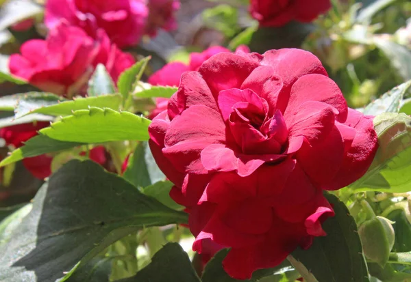 Las Profundas Flores Rojas Impatiens Walleriana Fiesta Bonita Borgoña Una — Foto de Stock