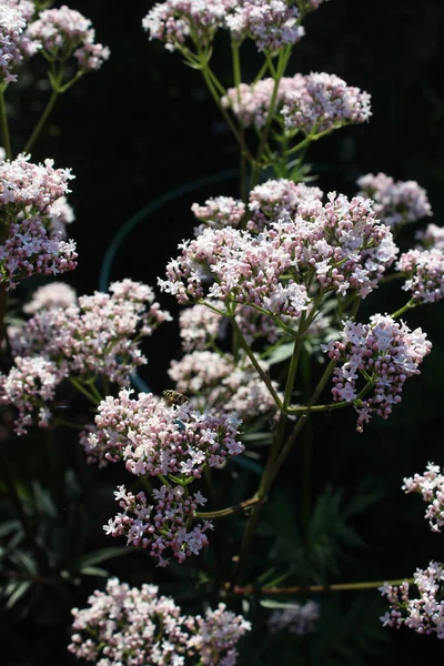 Lähikuva Kuva Vaalean Valkoiset Vaaleanpunaiset Kukat Valeriana Officinalis Subsp Sambucifolia — kuvapankkivalokuva