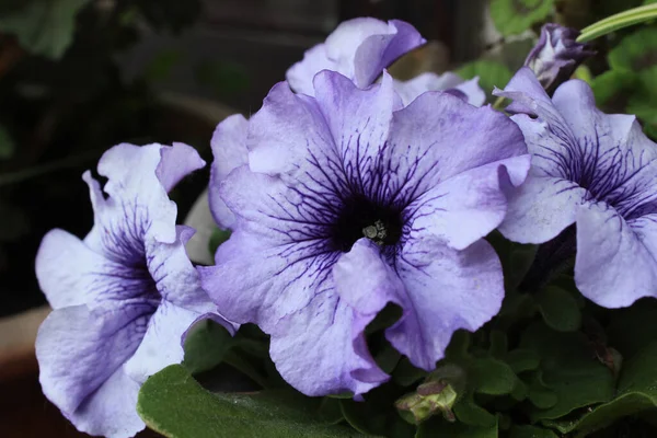 Primer Plano Imagen Hermosa Lavanda Pálida Petunia Flores Con Venas — Foto de Stock