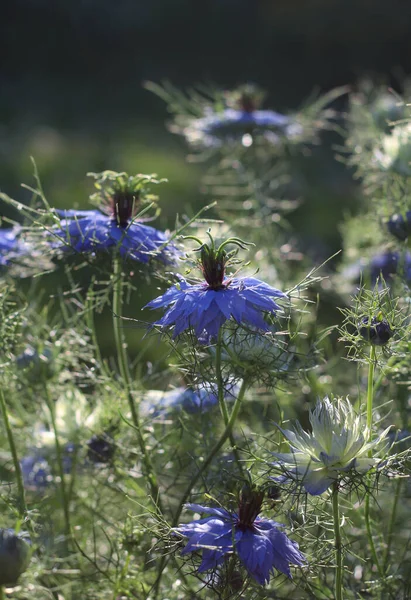 Belas Flores Azuis Nigella Damascena Também Conhecido Como Amor Uma — Fotografia de Stock