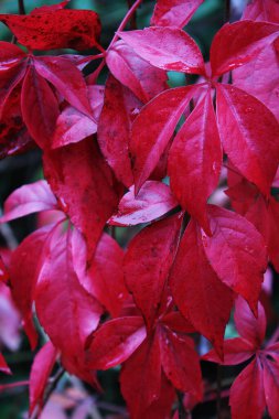 Parthenocissus quinquefolia 'nın koyu kırmızı renk yaprakları, Virgina Creeper, sağanak yağmurdan sonra. Koyu kırmızı arka plan, seçici odak.