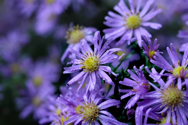 Υπέροχα Μωβ Λουλούδια Του Symphyotrichum Novi Belgii Michaelmas Daisy Close — Φωτογραφία Αρχείου