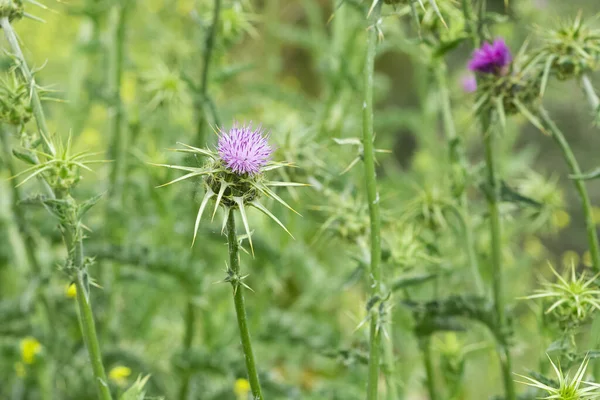 natural thorns and gorgeous thorn photos