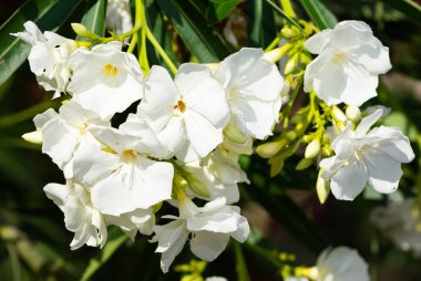 Beyaz çiçekli zakkum fotoğrafları