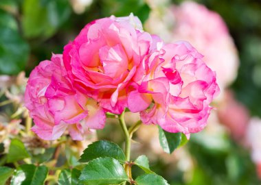 Bahçe gülleri, yabani güller ve gül resimleri