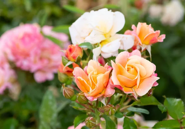 garden roses, wild roses and Rose photos