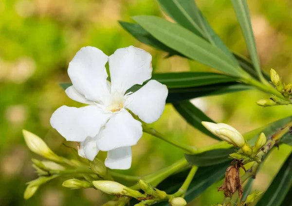 Oleander Foto Met Witte Bloemen — Stockfoto