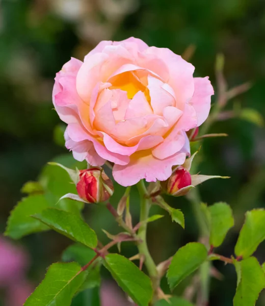 garden roses, wild roses and Rose photos