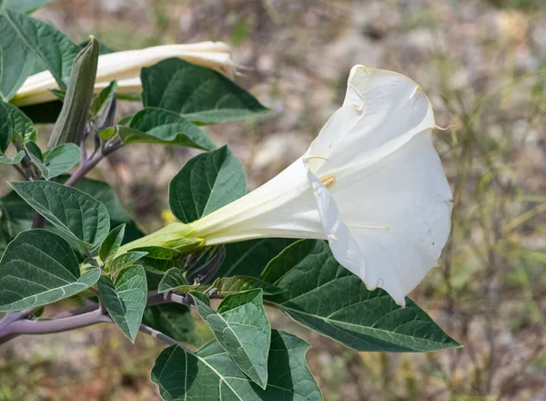Białe Piękne Kwiaty Ogrodowe — Zdjęcie stockowe