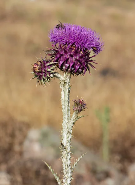 natural thorns, purple flowering thorn photos.