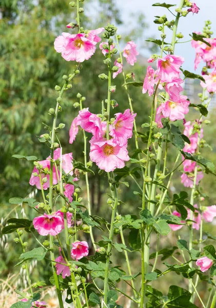 Natural Plants Natural Flowers Photos — Stock Photo, Image