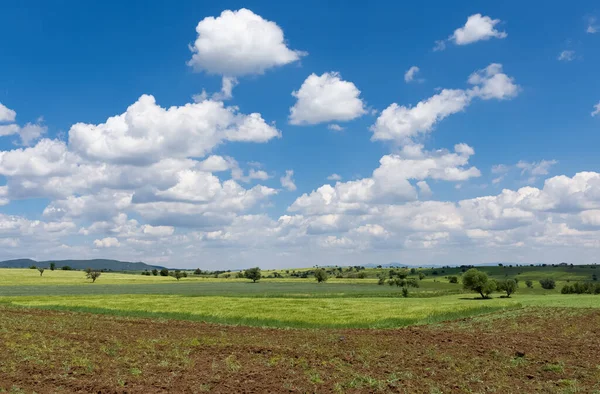 Пшеничное Поле Облачные Фотографии Неба — стоковое фото