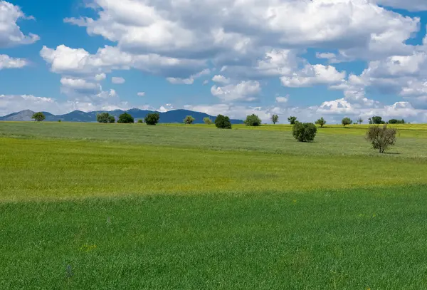 Tarweveld Bewolkte Hemel Foto — Stockfoto