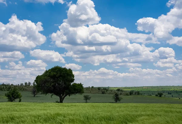 Tarweveld Bewolkte Hemel Foto — Stockfoto