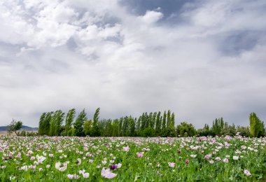 haşhaş tarlaları ve bulutlu gökyüzü manzarası