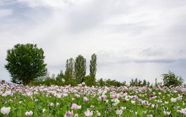 haşhaş tarlaları ve bulutlu gökyüzü manzarası