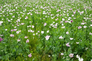 beyaz çiçekli haşhaş tarlaları