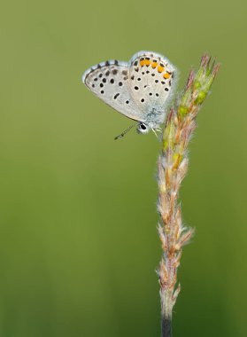 Noktalı ve küçük, vahşi kelebek resimleri